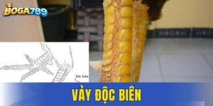 Vảy độc biên