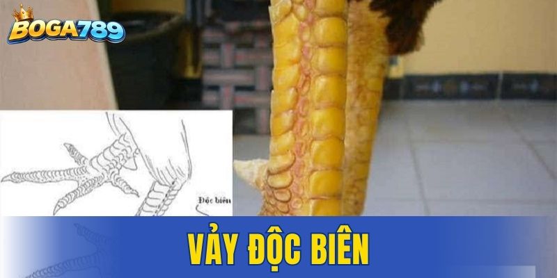 Vảy độc biên