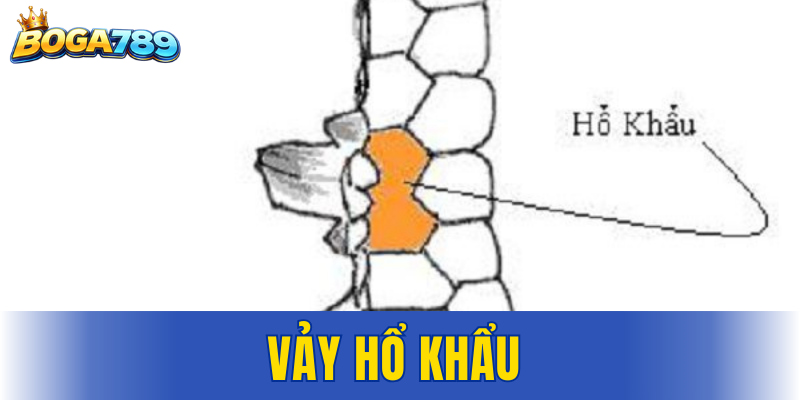 vảy Hổ Khẩu