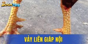 Vảy Liên Giáp Nội 