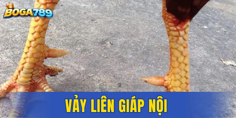 Vảy Liên Giáp Nội