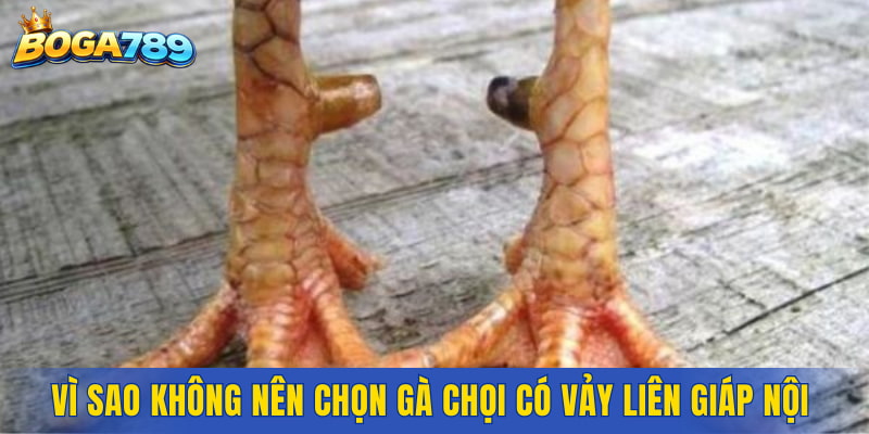 Vì sao không nên chọn gà chọi có Vảy Liên Giáp Nội